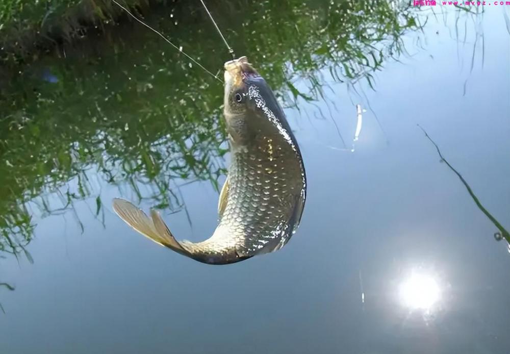 夏季手竿钓鲢鳙,这几个钓法“杀伤力”最大,鲢鳙爆护你也行(图6) 夏季手竿钓鲢鳙,这几个钓法“杀伤力”最大,鲢鳙爆护你也行(图6)