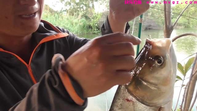 夏季钓鲢鳙全攻略，拉力过瘾，钓法简单(图4)