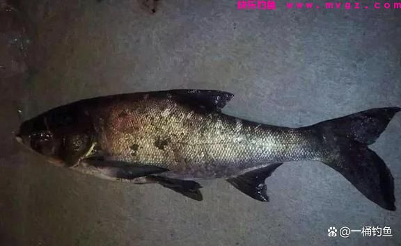 夜钓鲢鳙方法与技巧(图1)