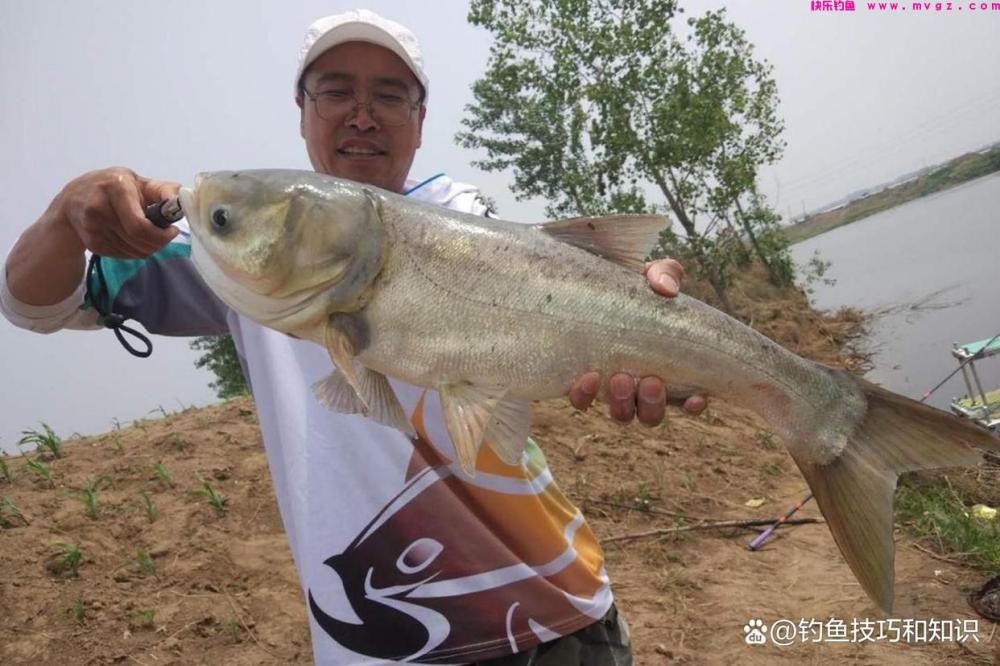 深秋钓鲢鳙的4个要点,南方和北方有显著的区别(图2) 深秋钓鲢鳙的4个要点,南方和北方有显著的区别(图2)