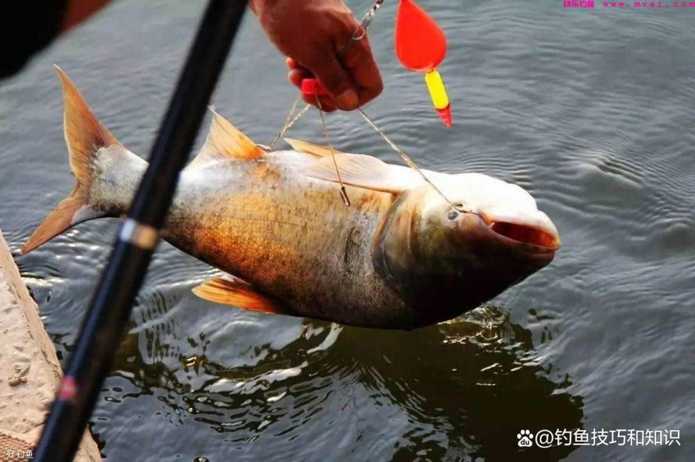 深秋钓鲢鳙的4个要点,南方和北方有显著的区别(图3) 深秋钓鲢鳙的4个要点,南方和北方有显著的区别(图3)