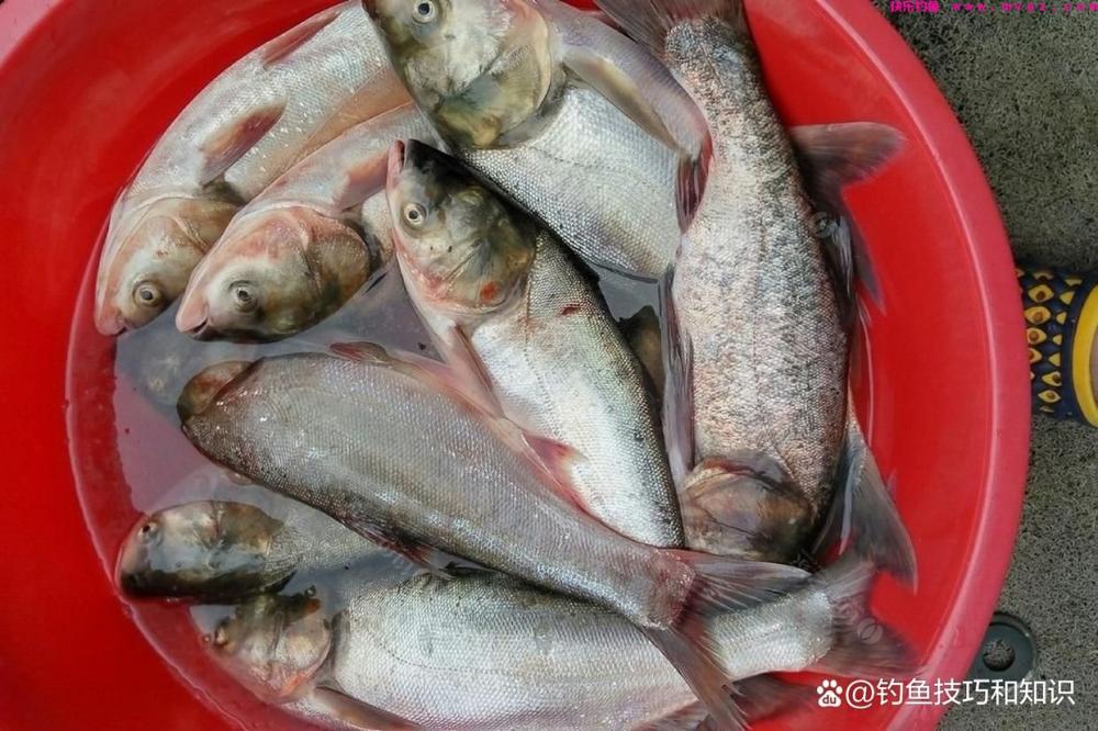 深秋钓鲢鳙的4个要点,南方和北方有显著的区别(图5) 深秋钓鲢鳙的4个要点,南方和北方有显著的区别(图5)