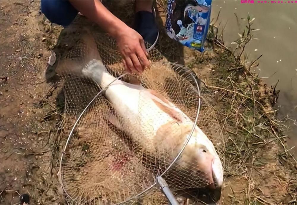 遇到退水就钓不到鱼了?真相并不是这样,这种鱼退水其实更好钓(图5) 遇到退水就钓不到鱼了?真相并不是这样,这种鱼退水其实更好钓(图5)