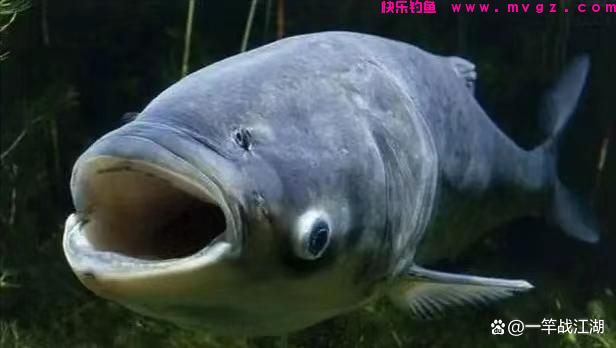 手竿钓鲢鳙如何找水层?(图1) 手竿钓鲢鳙如何找水层?(图1)