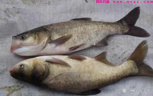 手竿钓鲢鳙如何找水层?(图3) 手竿钓鲢鳙如何找水层?(图3)