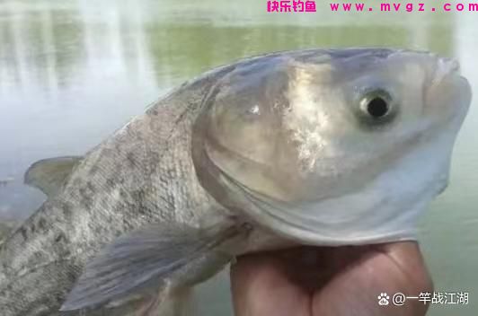 手竿钓鲢鳙如何找水层?(图2) 手竿钓鲢鳙如何找水层?(图2)