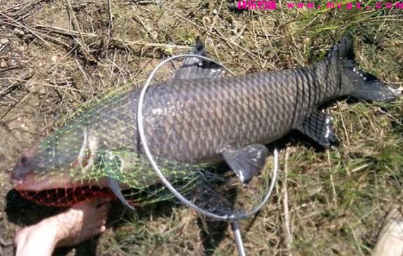 7号伊势尼钩适合钓什么鱼？(图1)