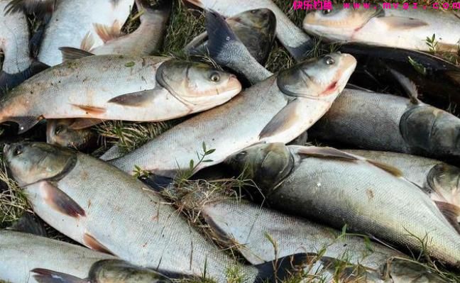 秋季鲢鳙怎么钓？学会技巧“不空军”：鲢鳙应该这样钓，爆护秘籍(图4)