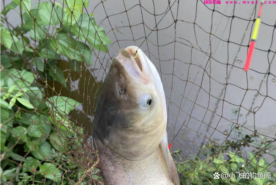钓鲢鳙忘记带饵料怎么办？别急，教你巧用2种状态饵自制鲢鳙饵(图1)