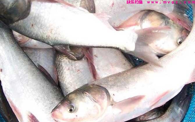 手竿钓鲢鳙如何调钓，常见的两种调漂方法，你会么？(图2)