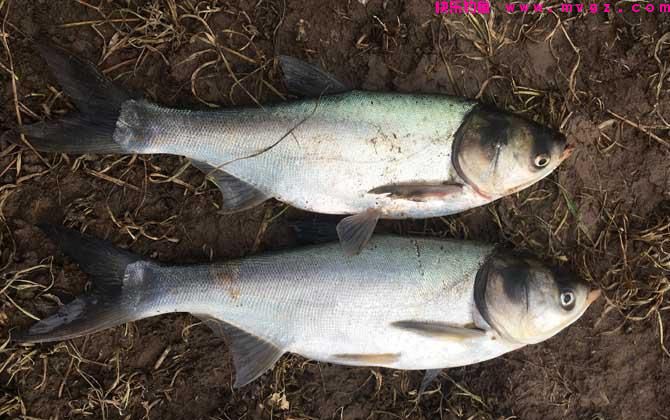 手竿钓鲢鳙如何调钓，常见的两种调漂方法，你会么？(图4)