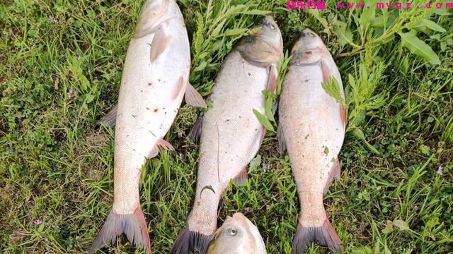盛夏才是钓鲢鳙的好时节，这些“秘诀”要学会，鲢鳙爆护不是难事(图1)