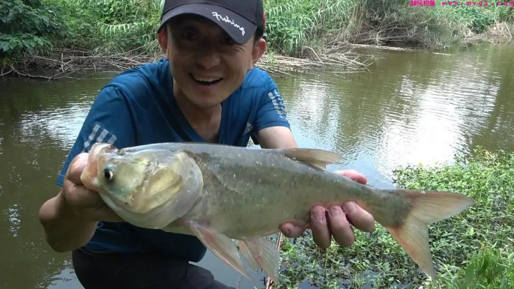 高温正适合钓鲢鳙，鲢鳙的垂钓方法总结(图4)