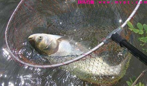 作钓鲢鳙什么风向最适合？(图7)