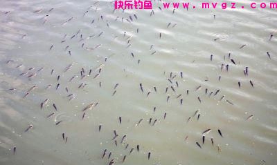 作钓鲢鳙什么风向最适合？(图4)