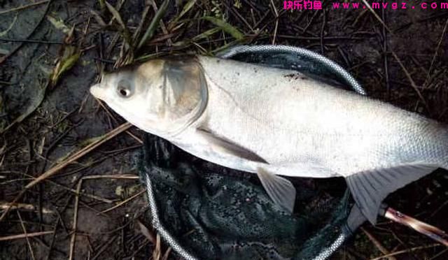 作钓鲢鳙什么风向最适合？(图3)