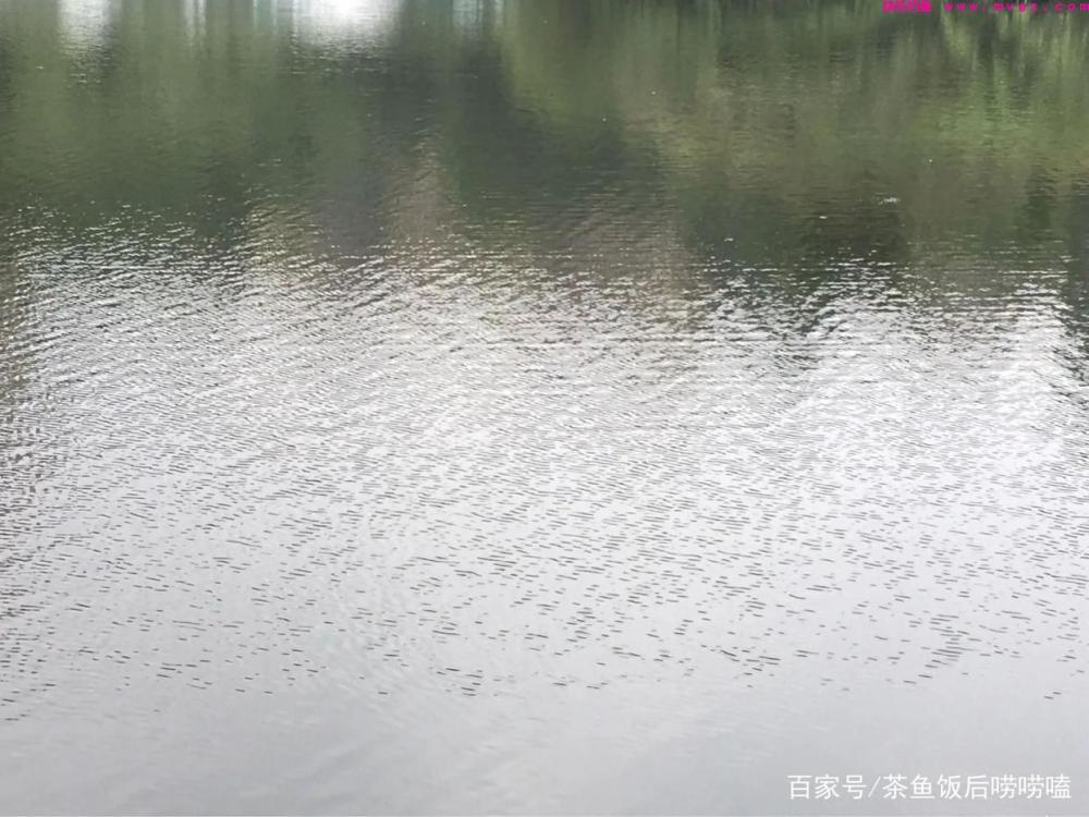 夏钓鲢鳙,这3个点,你注意到了吗?(图3) 夏钓鲢鳙,这3个点,你注意到了吗?(图3)
