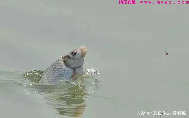 夏钓鲢鳙,这3个点,你注意到了吗?(图2) 夏钓鲢鳙,这3个点,你注意到了吗?(图2)