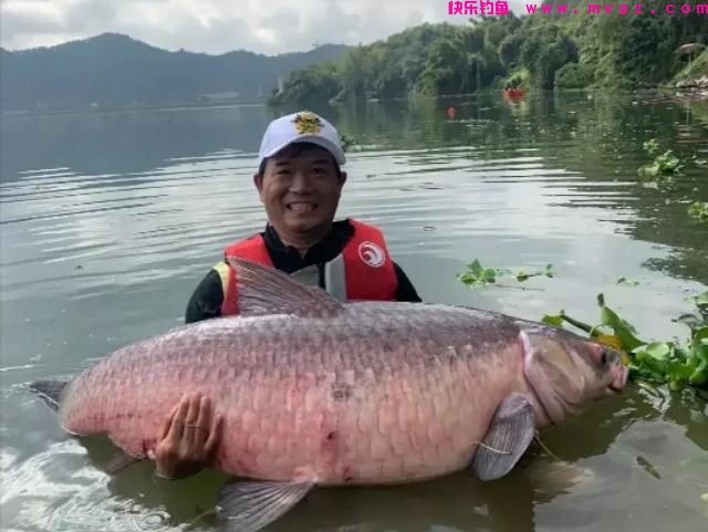 同体型什么鱼力气最大？鲢鳙甚至上不了榜，这几种鱼堪称水中蛮牛