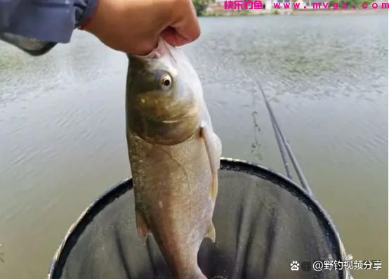 夏季手竿钓鲢鳙，教你3个“连竿秘诀”，学会了不愁大鱼不上钩(图3)