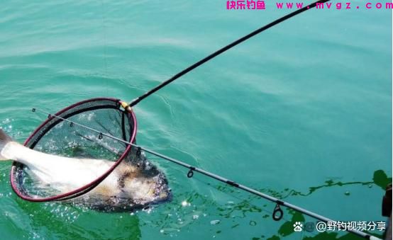 夏季手竿钓鲢鳙，教你3个“连竿秘诀”，学会了不愁大鱼不上钩(图4)