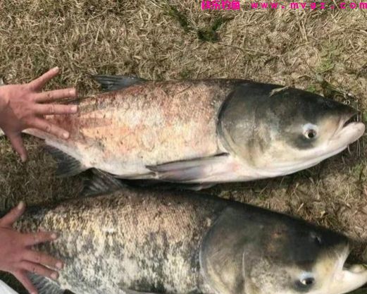 有风条件下野钓鲢鳙,作钓风向很关键,三个原则要记全(图3) 有风条件下野钓鲢鳙,作钓风向很关键,三个原则要记全(图3)