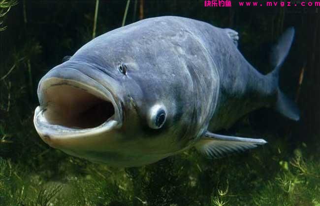 夏季钓鲢鳙，新手掌握好这三点，你也能盘老板(图5)