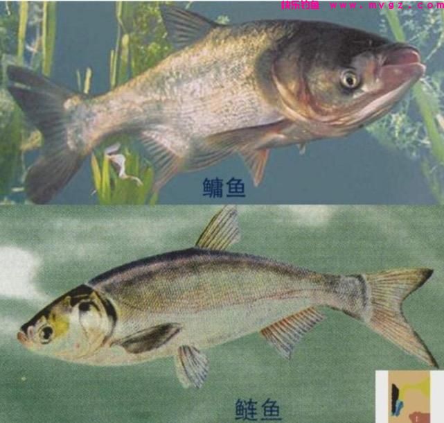 夏季钓鲢鳙，新手掌握好这三点，你也能盘老板