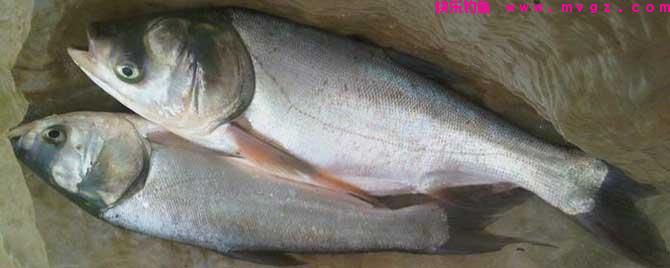 钓鲢鳙最佳商品饵料有哪些?(图1) 钓鲢鳙最佳商品饵料有哪些?(图1)