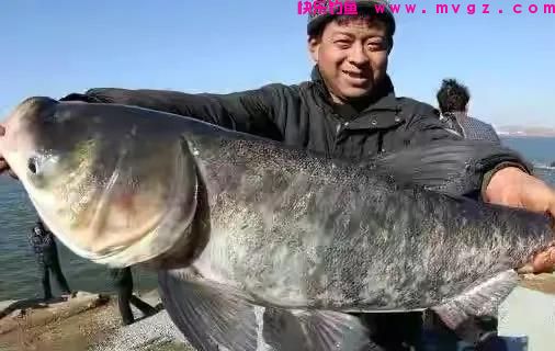 鲢鳙钓的好无非掌握了这几个要点，往往你错的只是其中的一种(图6)