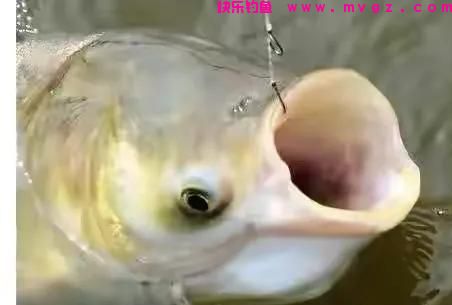 鲢鳙钓的好无非掌握了这几个要点，往往你错的只是其中的一种(图5)