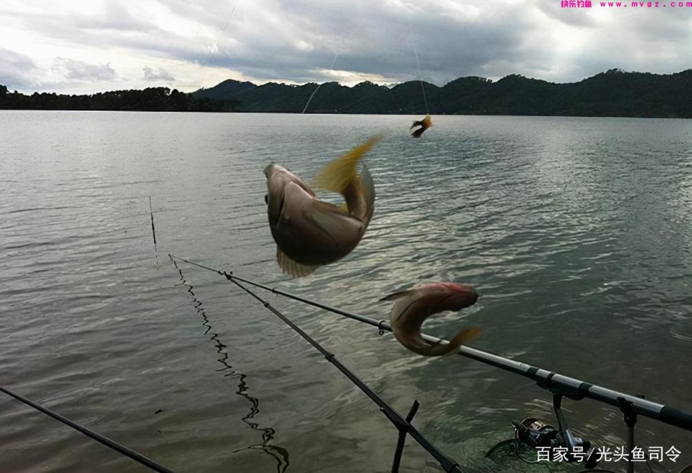 收费水库为何不能钓鲢鳙?老板说:别耽误我钓“人”!(图6) 收费水库为何不能钓鲢鳙?老板说:别耽误我钓“人”!(图6)
