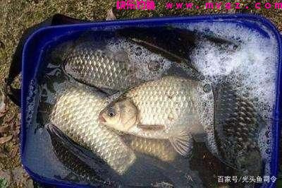 收费水库为何不能钓鲢鳙?老板说:别耽误我钓“人”!(图10) 收费水库为何不能钓鲢鳙?老板说:别耽误我钓“人”!(图10)