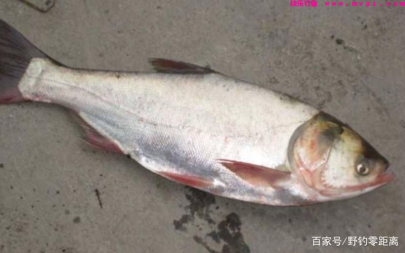 关于鲢鳙不得不说的故事，作为钓鱼人必须要先了解鲢鳙的习性(图2)