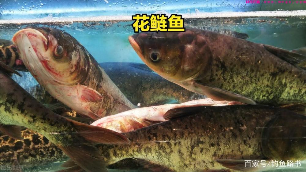 钓好鲢鳙的绝招(图1)