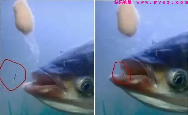 浮漂上下晃动却钓不到鱼,换细线小钩还不行,其实是它来闹窝了!(图6) 浮漂上下晃动却钓不到鱼,换细线小钩还不行,其实是它来闹窝了!(图6)