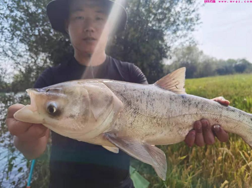 浮漂上下晃动却钓不到鱼,换细线小钩还不行,其实是它来闹窝了!(图8) 浮漂上下晃动却钓不到鱼,换细线小钩还不行,其实是它来闹窝了!(图8)