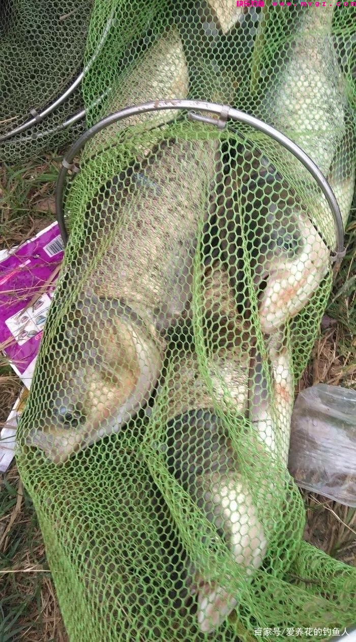 浮钓鲢鳙的关键方法(图1)