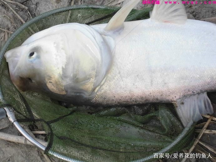 浮钓鲢鳙的关键方法(图2)