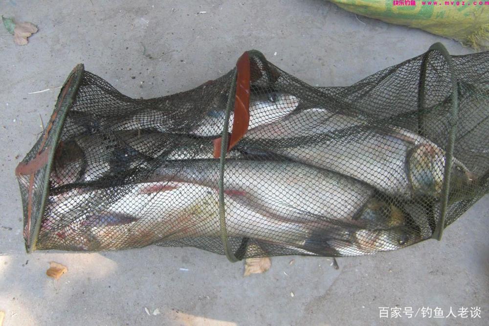 要想钓好鲢鳙，如果不注意这4个细节，再牛的饵料也钓不到鱼(图2)