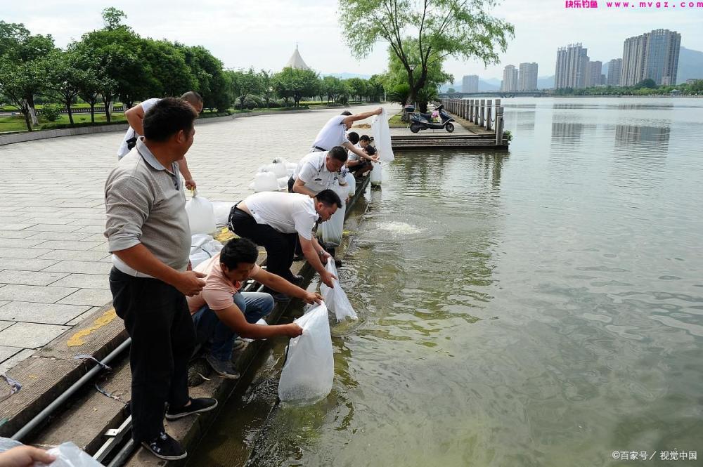 夏季钓草鱼和鲢鳙怎么钓？值得学习(图1)