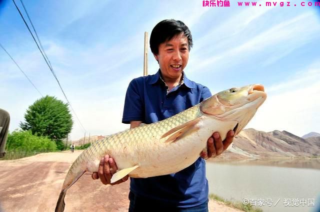 夏季钓草鱼和鲢鳙怎么钓？值得学习(图3)