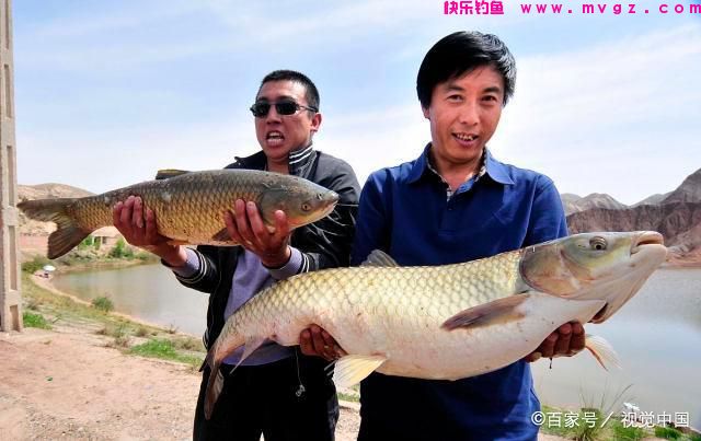 夏季钓草鱼和鲢鳙怎么钓？值得学习(图4)