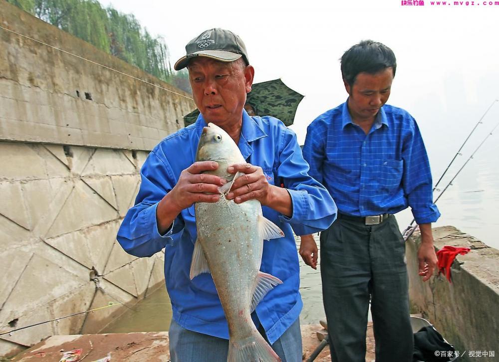 夏季钓草鱼和鲢鳙怎么钓？值得学习(图2)