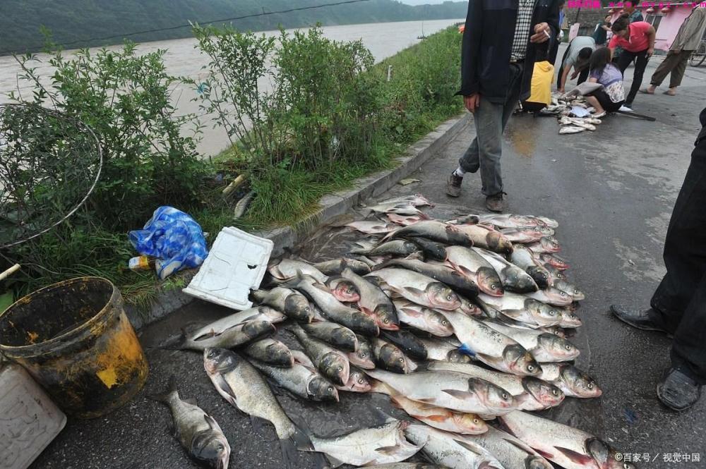 夏季钓草鱼和鲢鳙怎么钓？值得学习(图6)