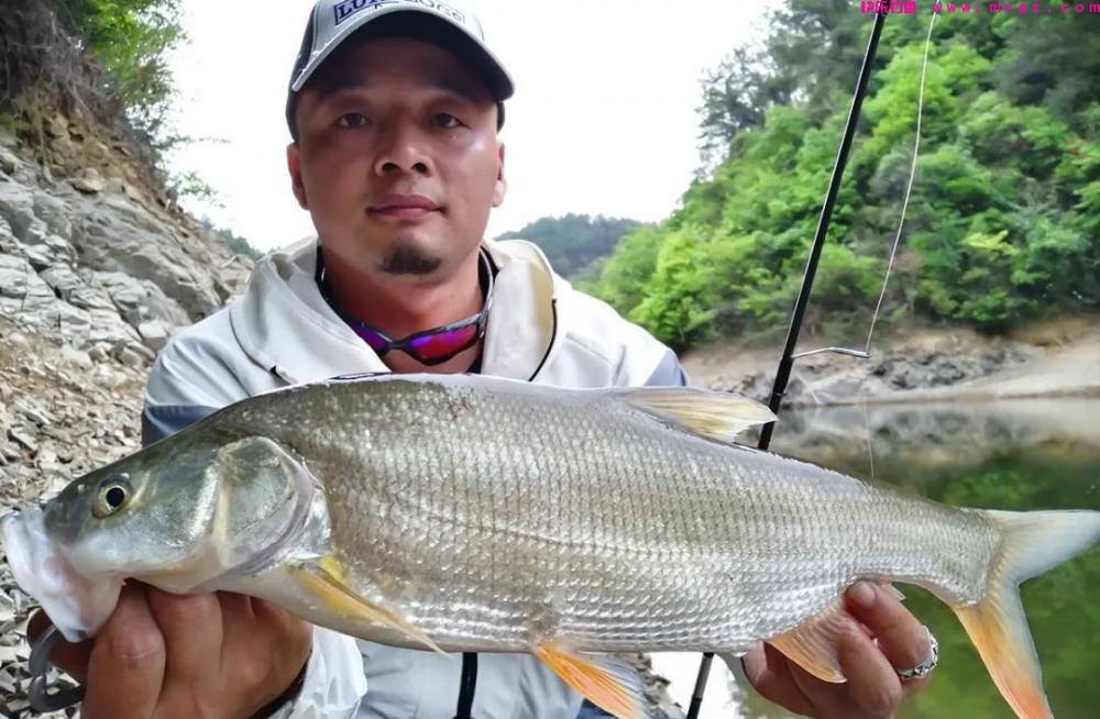 浮钓鲢鳙翘嘴的5个小技巧，野钓黑坑都有奇效，每次都能爆护(图3)