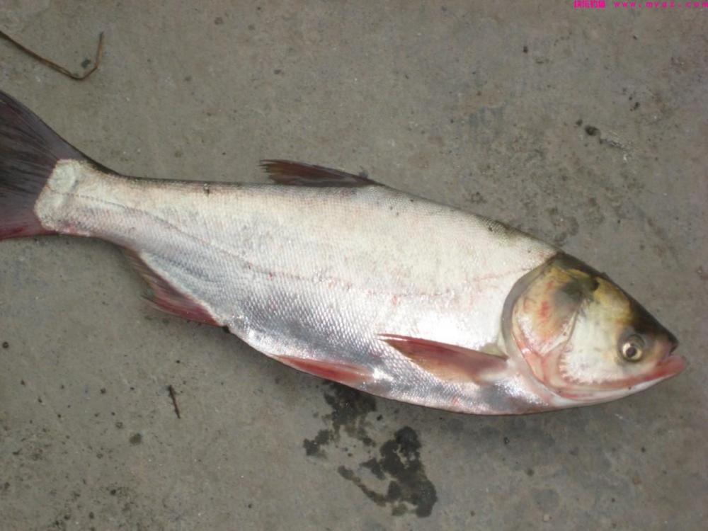 浮钓鲢鳙翘嘴的5个小技巧，野钓黑坑都有奇效，每次都能爆护(图5)