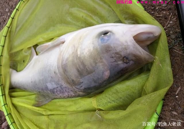 盛夏季节钓鲢鳙，教你5个选钓位的技巧，渔获“翻倍”(图7)