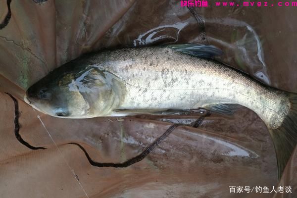 盛夏季节钓鲢鳙，教你5个选钓位的技巧，渔获“翻倍”