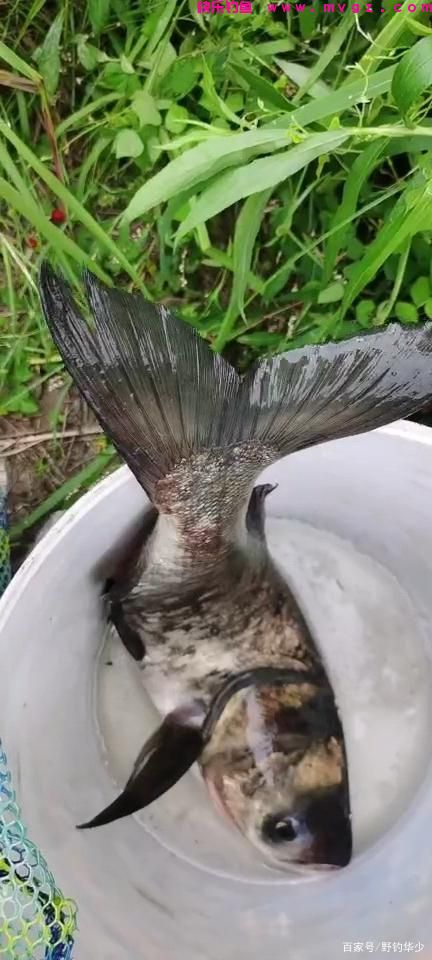金版浮钓鲢鳙饵料用后总结(图3)